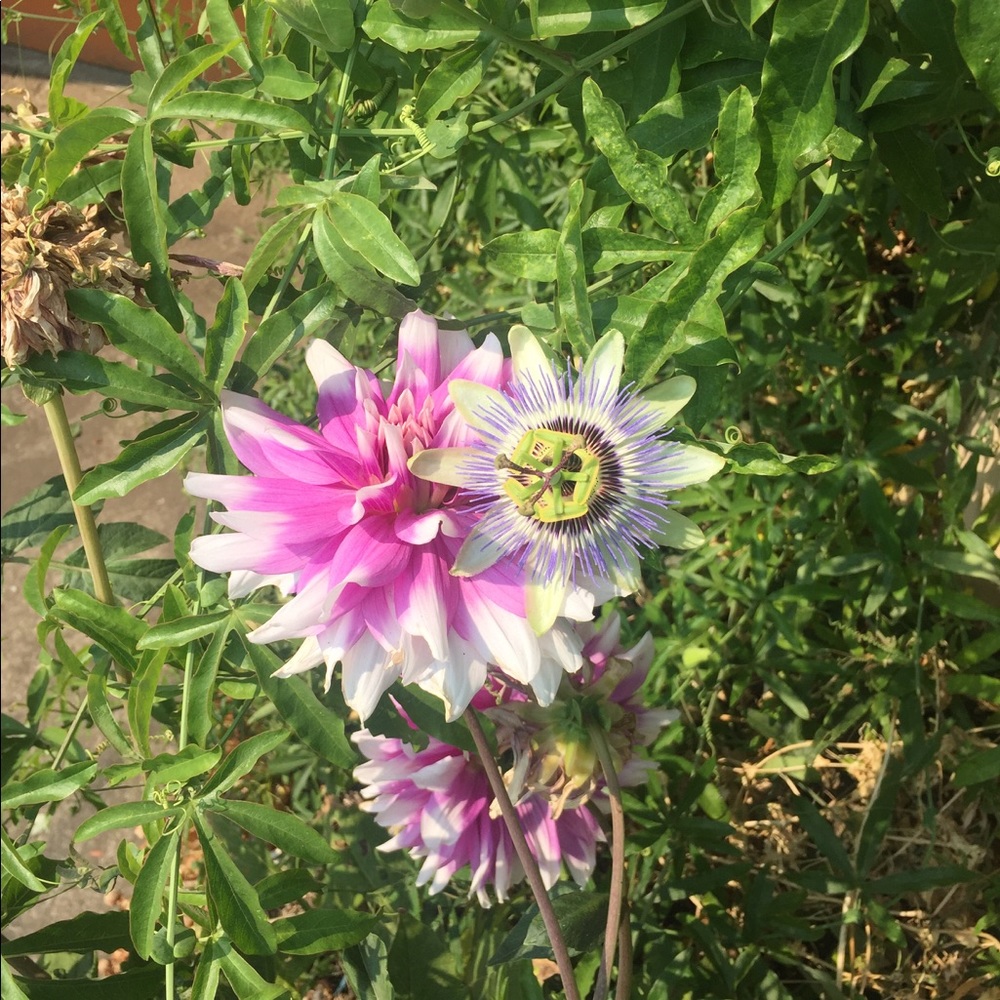 Meet your Posher, Camy